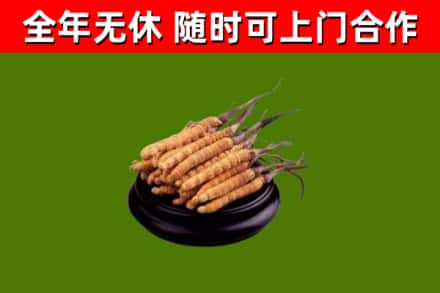 资阳区烟酒回收冬虫夏草.jpg